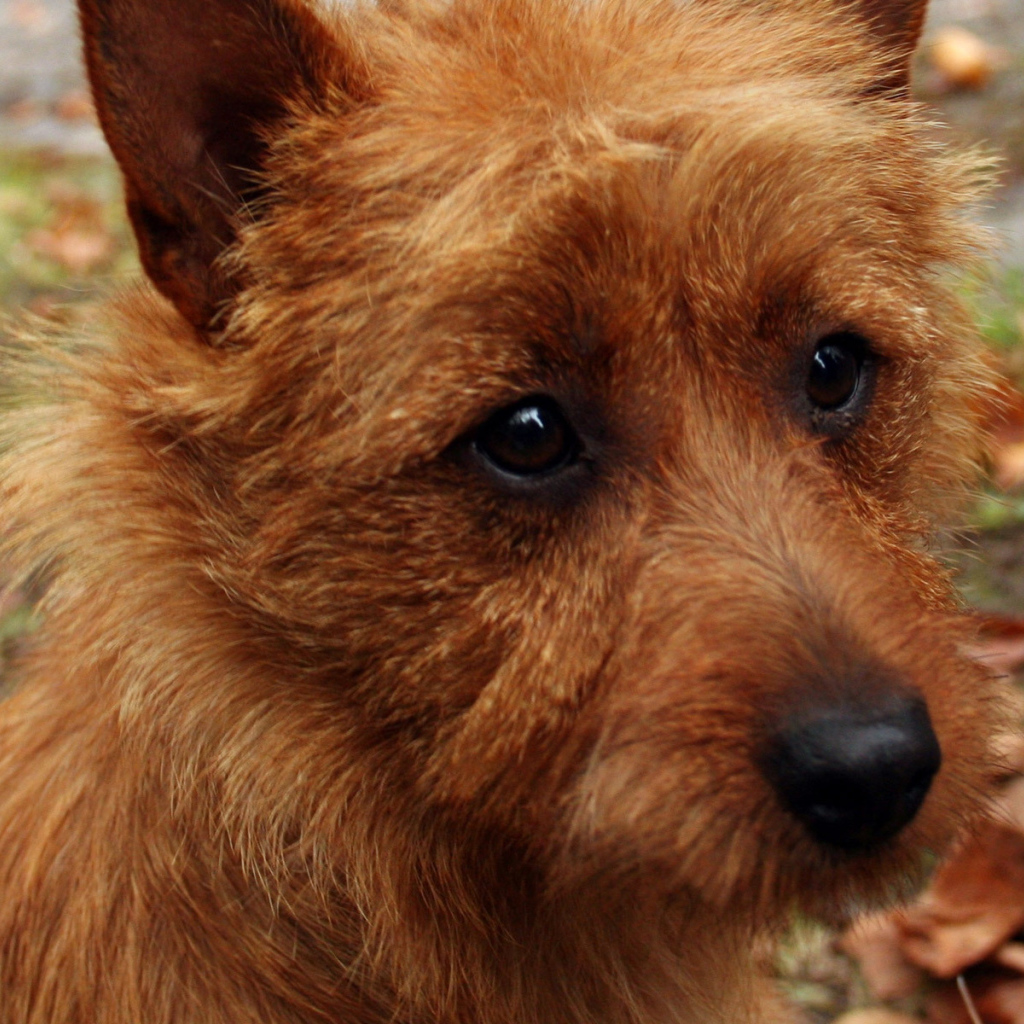 Австралийский терьер крупным планом