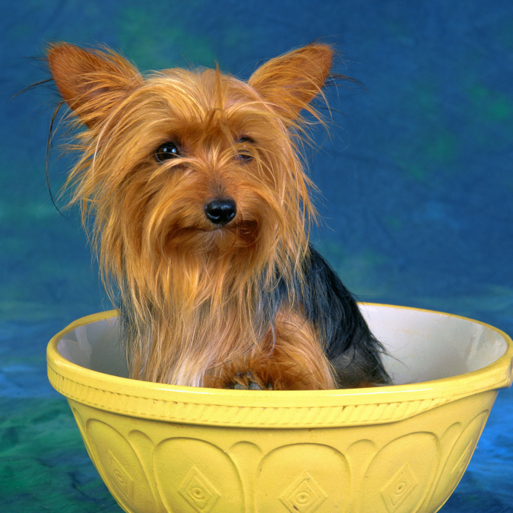 Австралийский терьер в миске