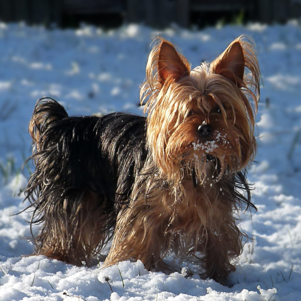 Австралийский терьер в снегу