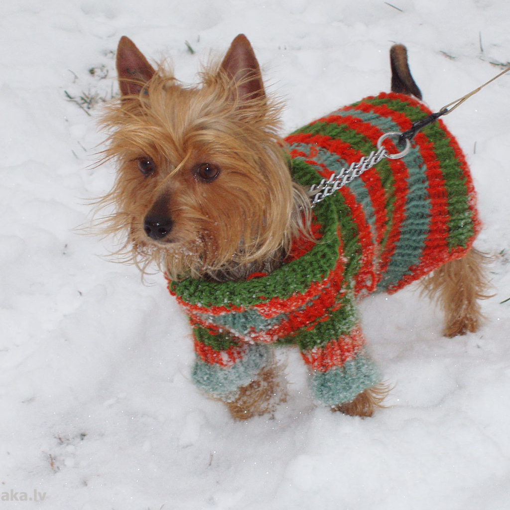 Австралийский терьер зимой