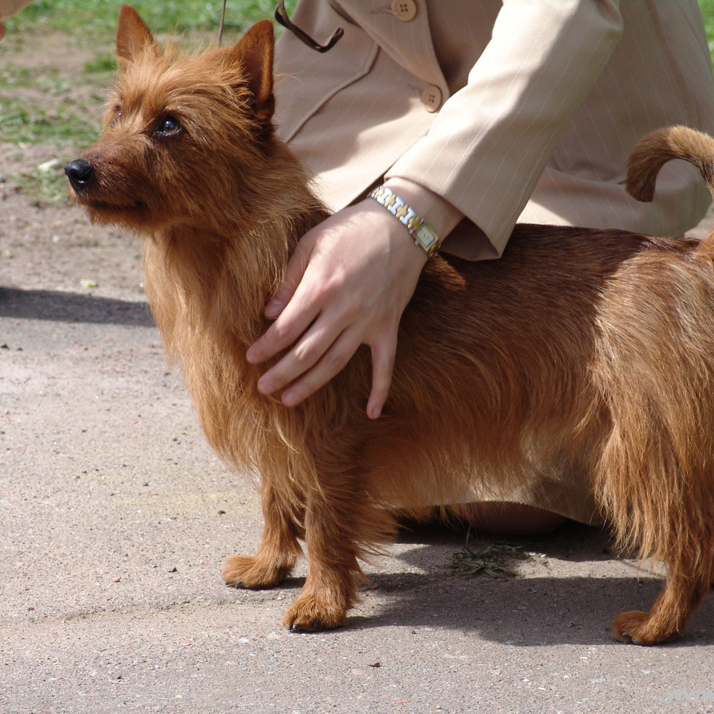 Австралийский терьер с хозяином