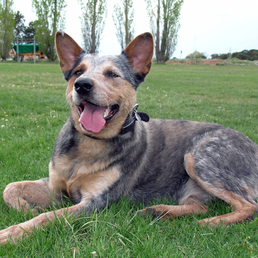 Австралийская пастушья собака устала