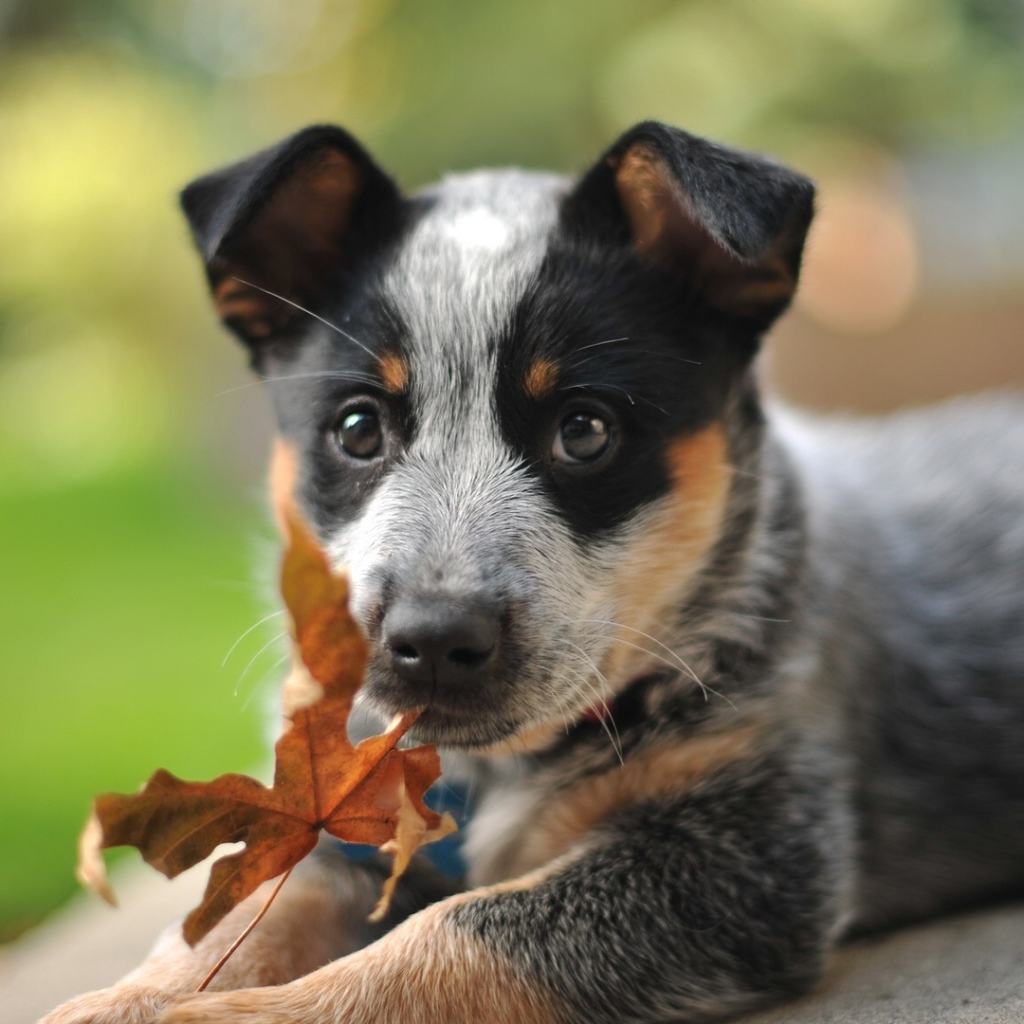 Щенок австралийской пастушьей собаки и осенний лист