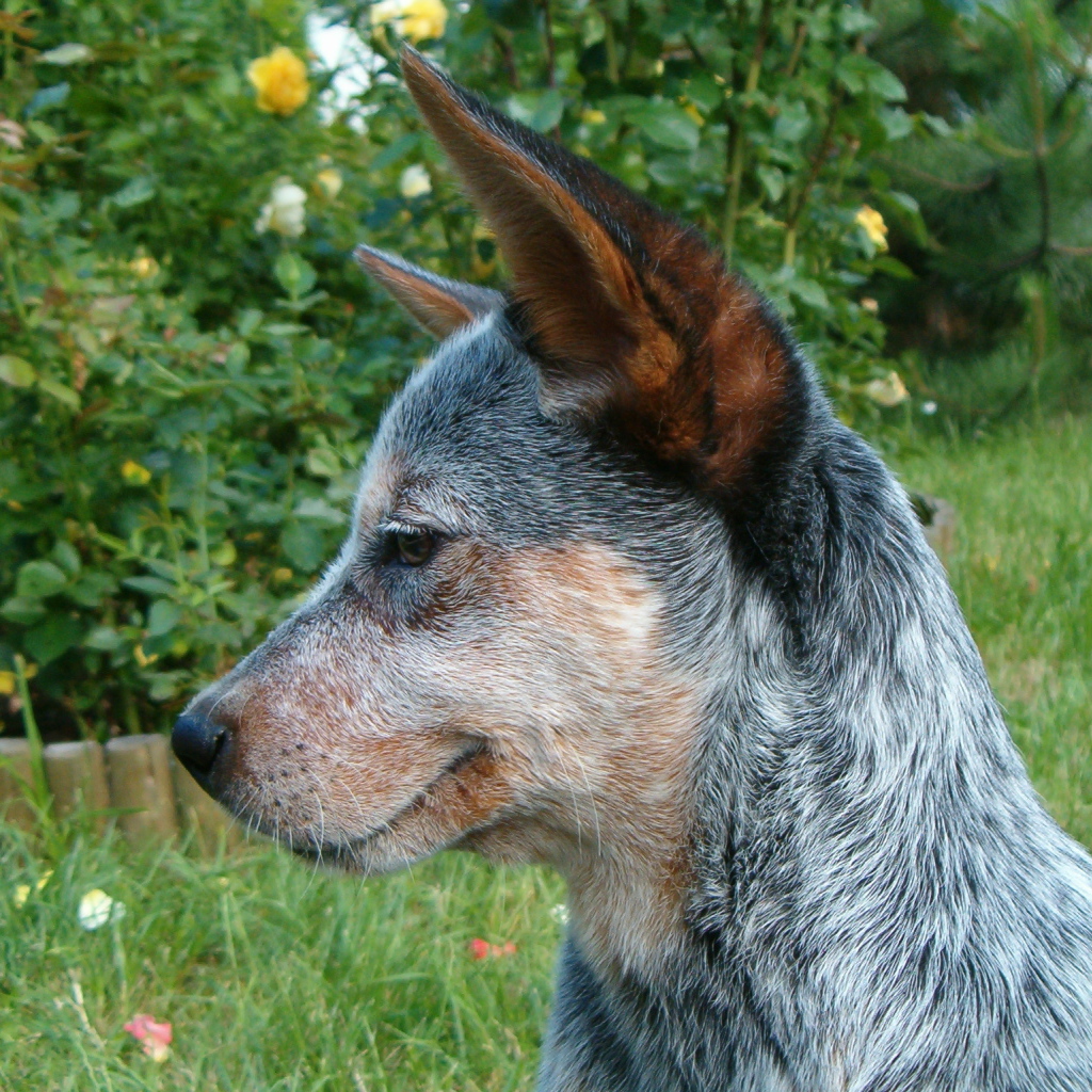 Щенок австралийской пастушьей собаки задумался