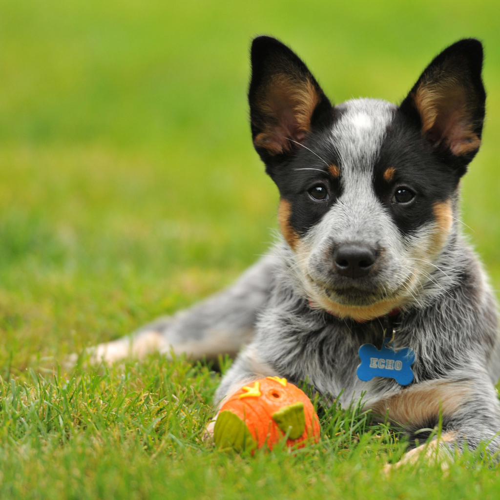 Щенок австралийской пастушьей собаки с мячом