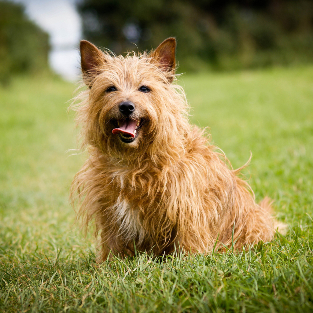 Австралийский терьер на траве