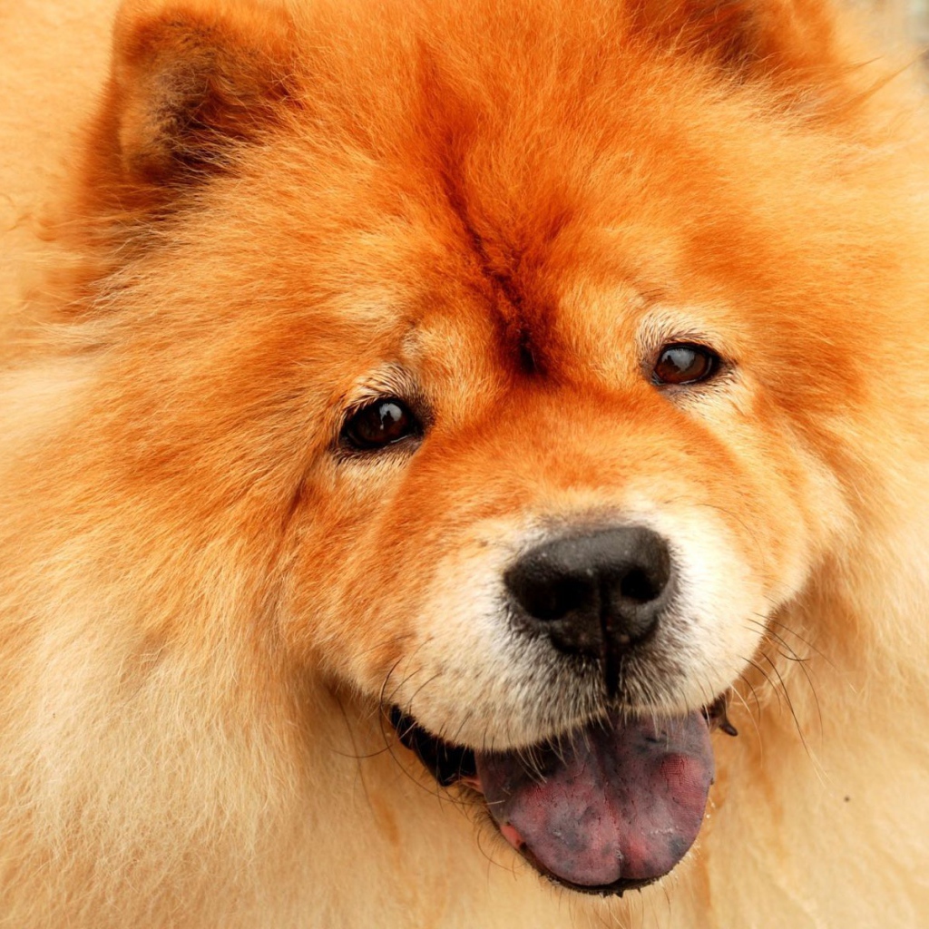 Потрясающий чау-чау улыбается