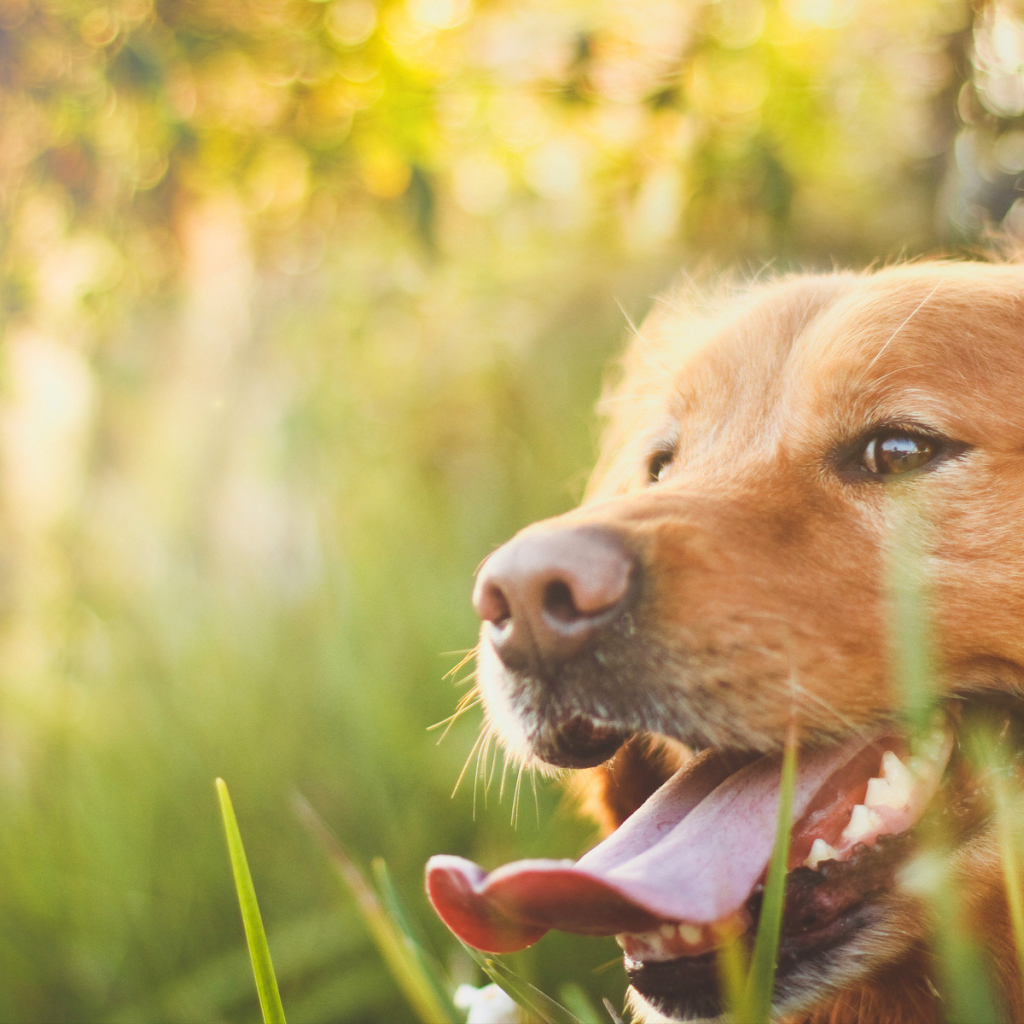 Потрясающий Золотой терьер на Солнце