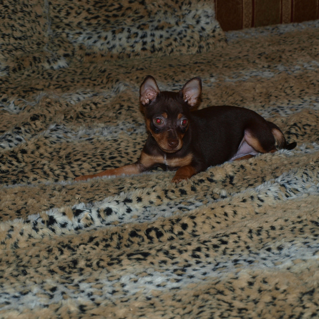 Младенец Карликовый пинчер на кровати