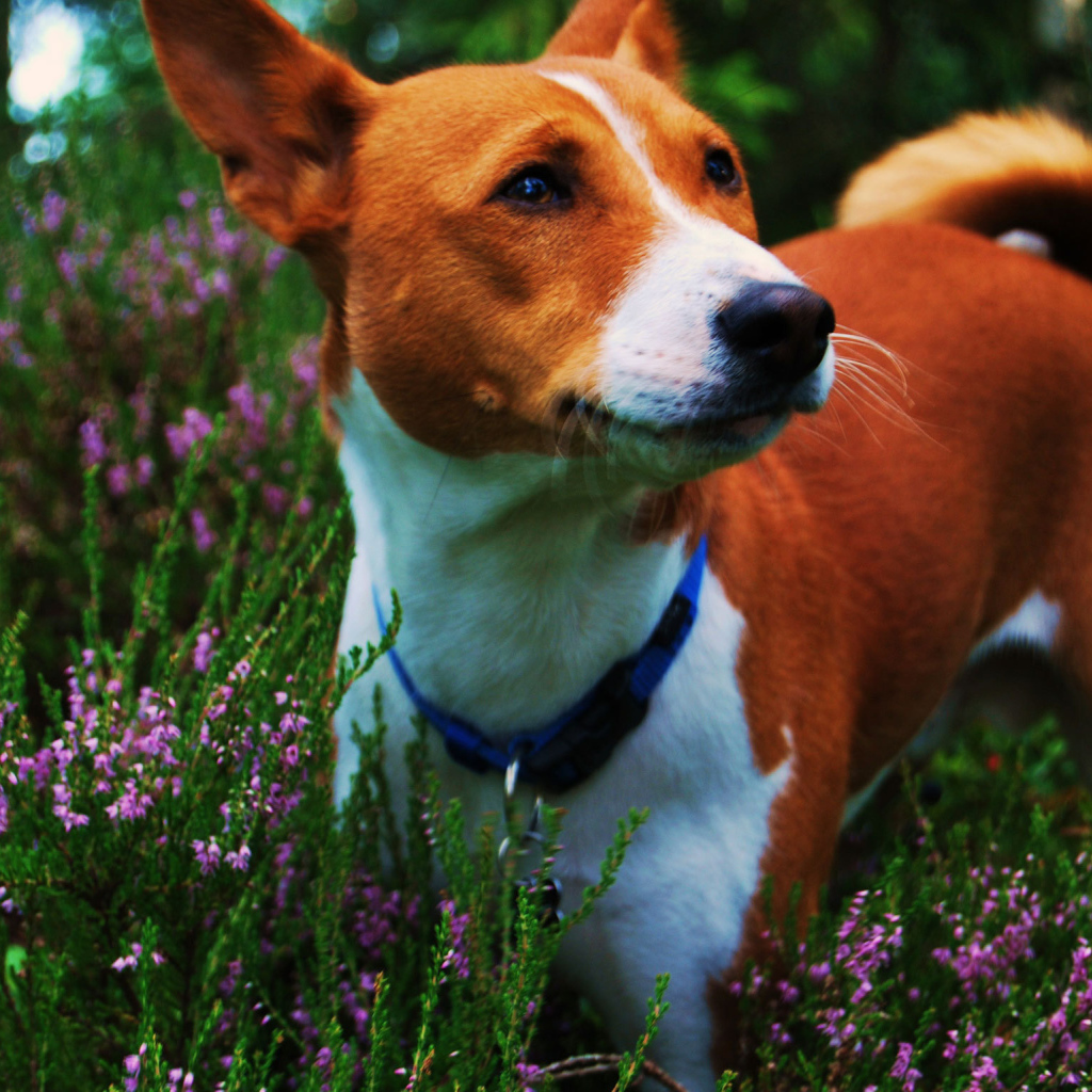Собака породы басенджи среди цветов