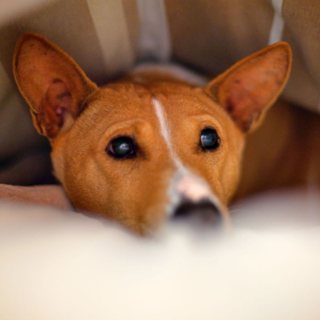 Собака породы басенджи спряталась под одеялом
