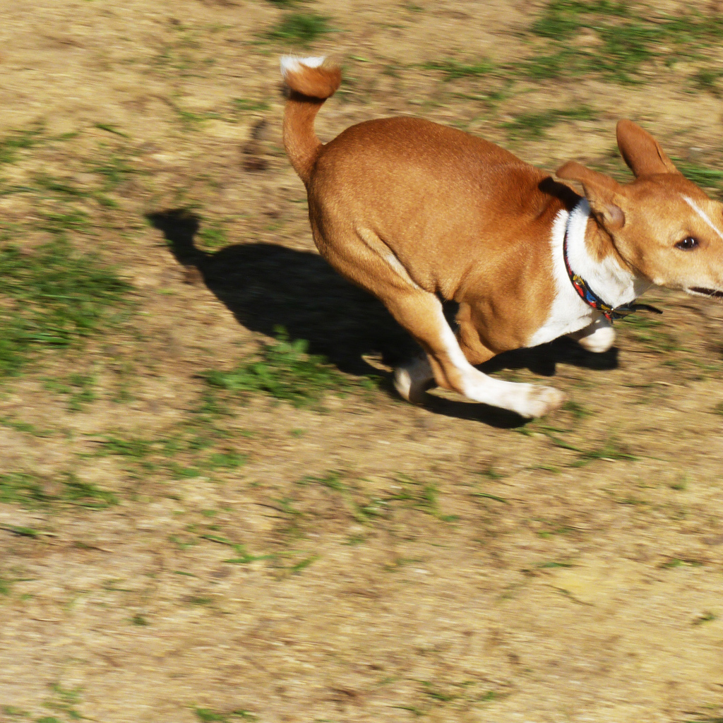 Собака породы басенджи куда-то торопится