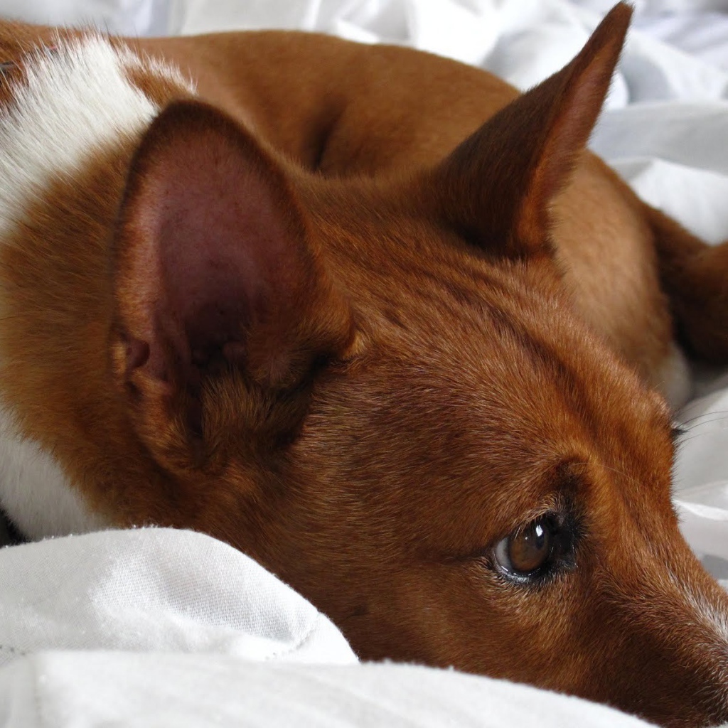 Собака породы басенджи отдыхает на кровати