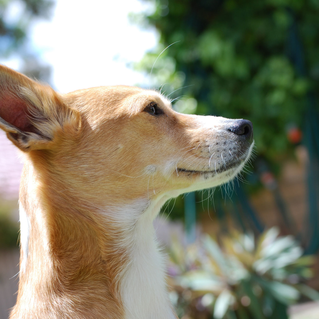 Собака породы басенджи любит солнце
