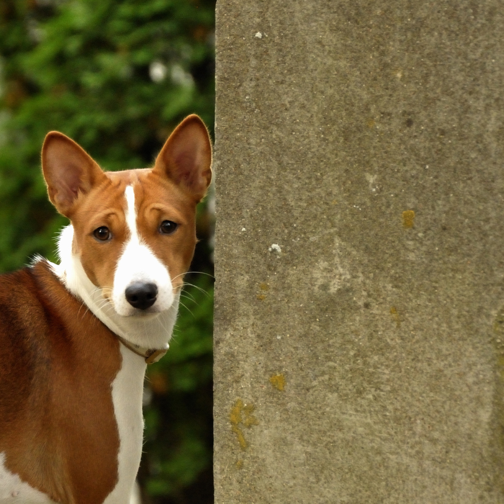 Собака породы басенджи возле бетонной стены