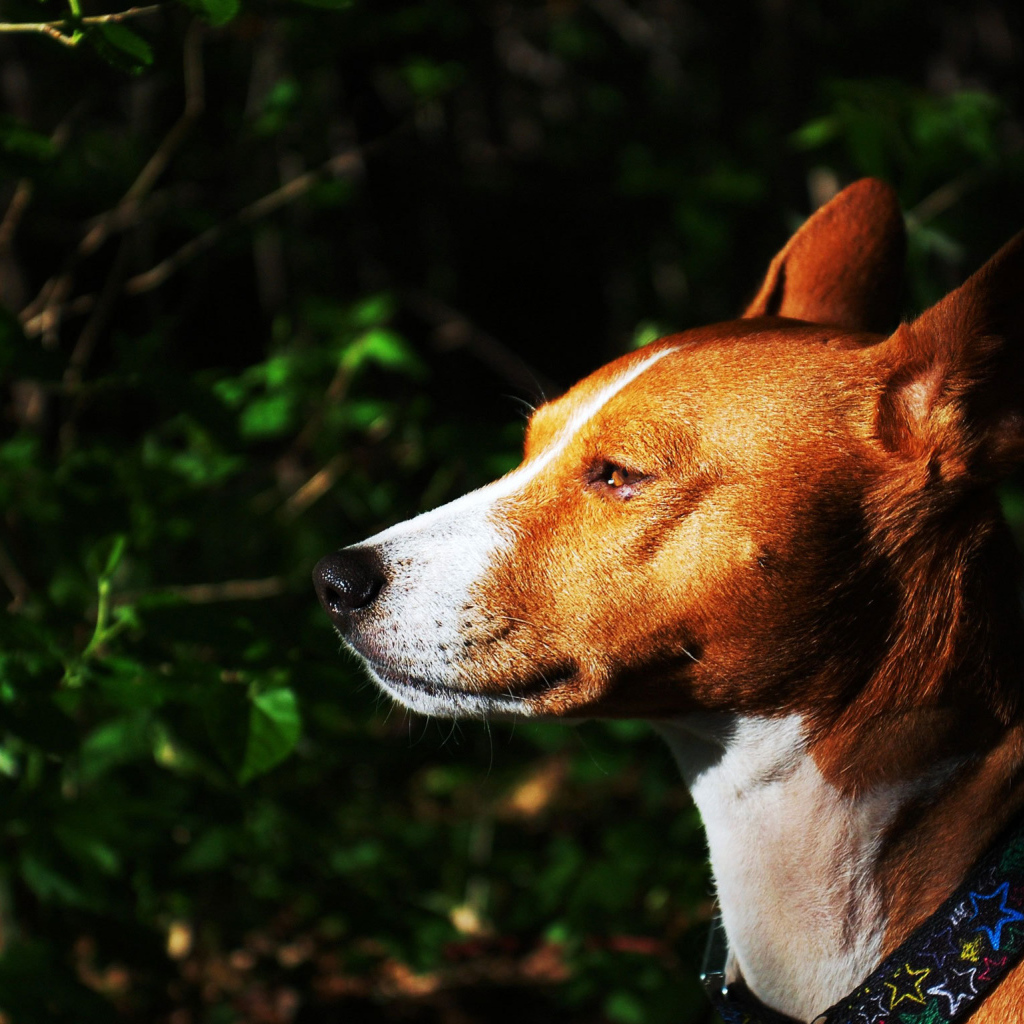 Собака породы басенджи на фоне кустарника