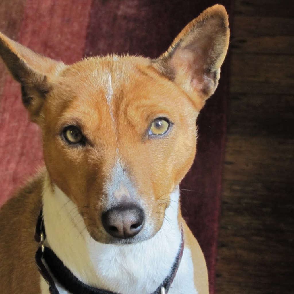 Basenji breed dog portrait