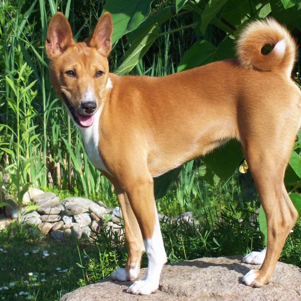 Basenji breed dog posing on the stone