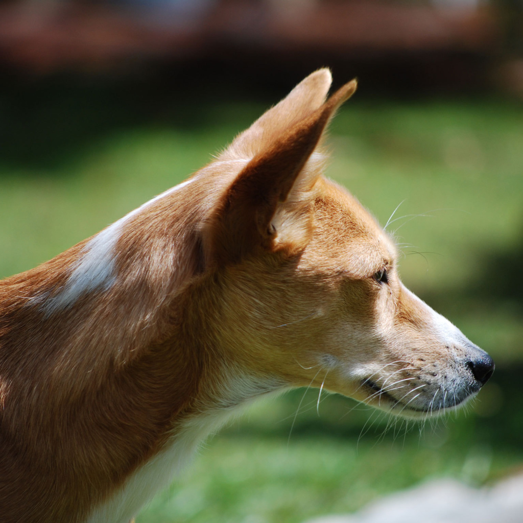 Собака породы басенджи позирует на улице
