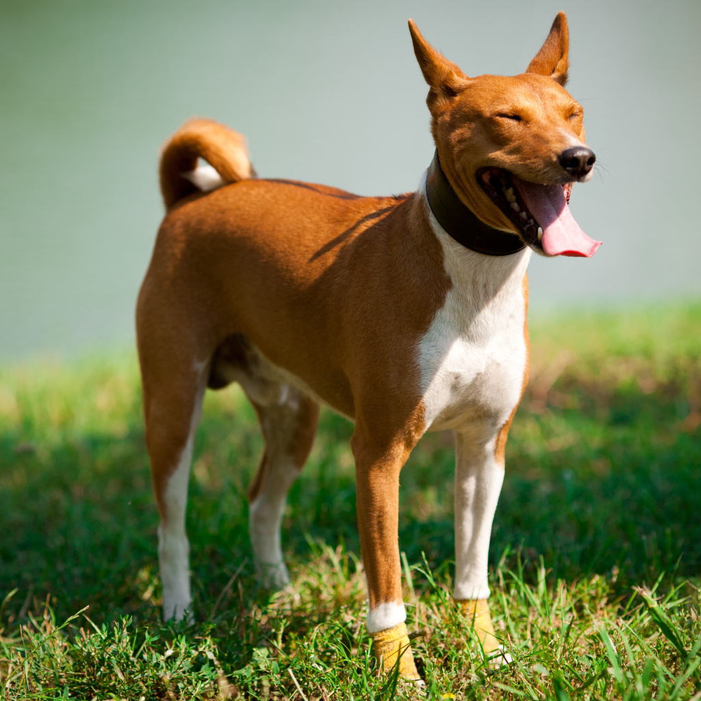 Собака породы басенджи щурится