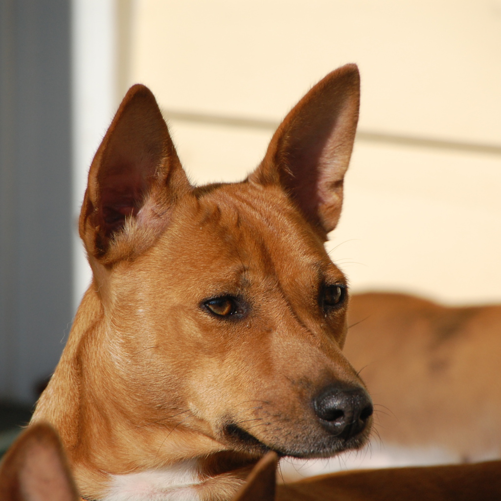 Собака породы басенджи пристально смотрит