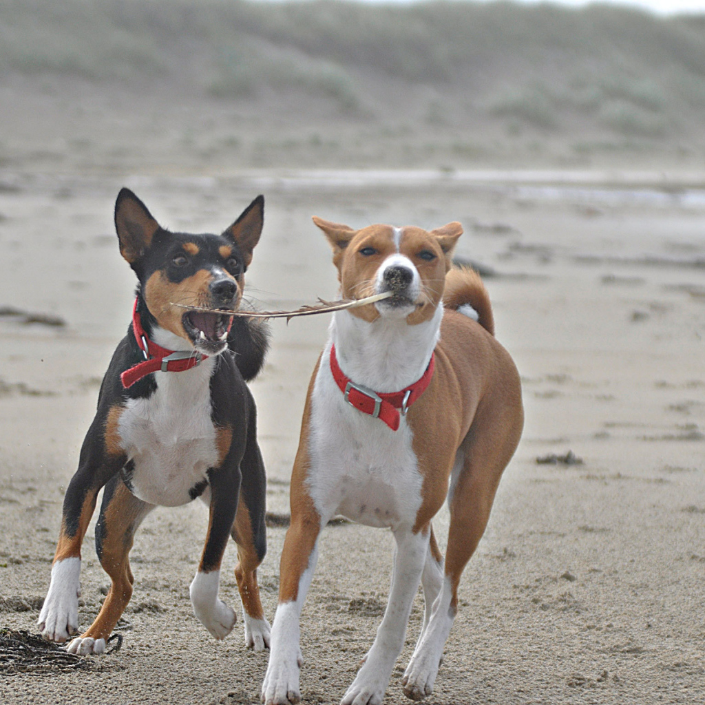 Собаки породы басенджи играют на песке