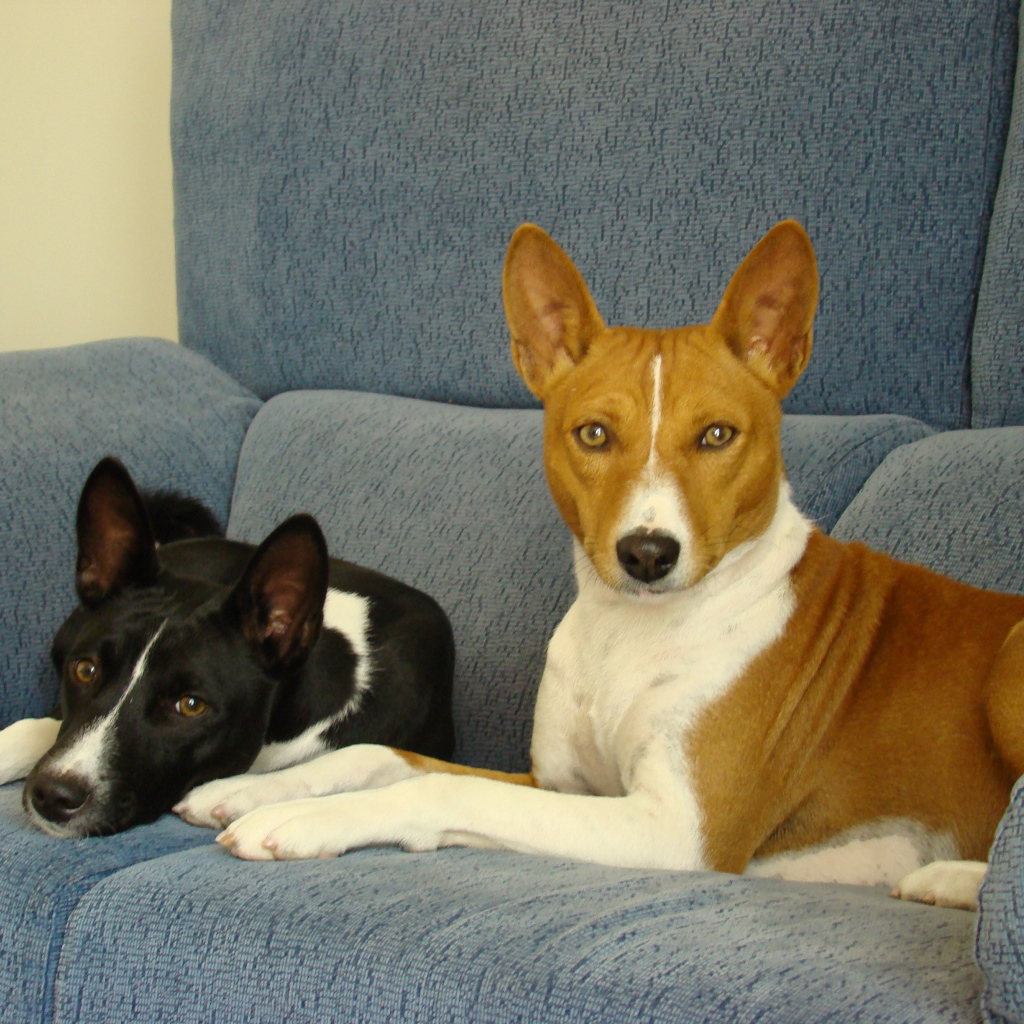 Собаки породы басенджи отдыхают на диване