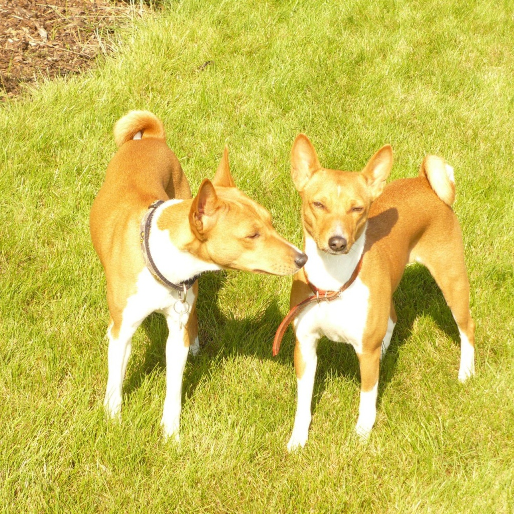 Две собаки породы басенджи на траве