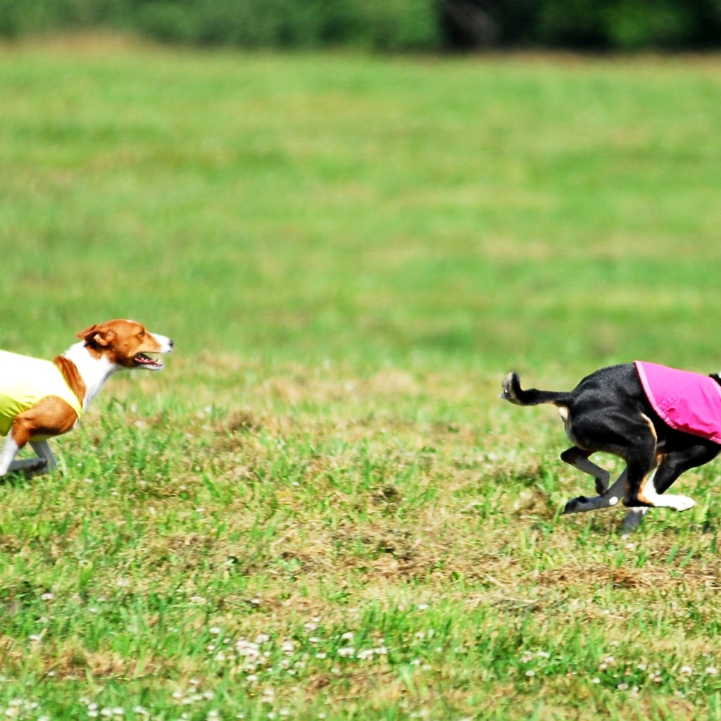Собаки басенджи в погоне