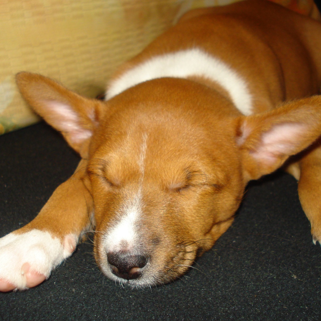 Щенок породы басенджи уснул