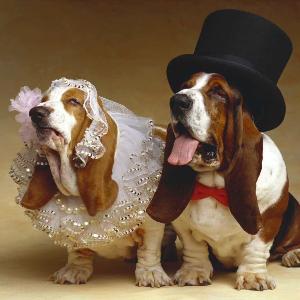 Бассет-хаунды, жених и невеста