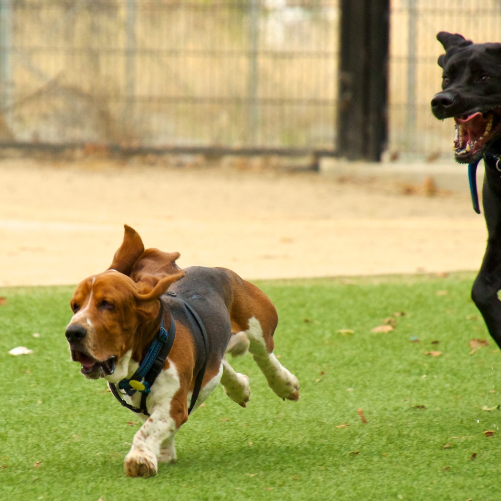 Бассет-хаунд и его друг