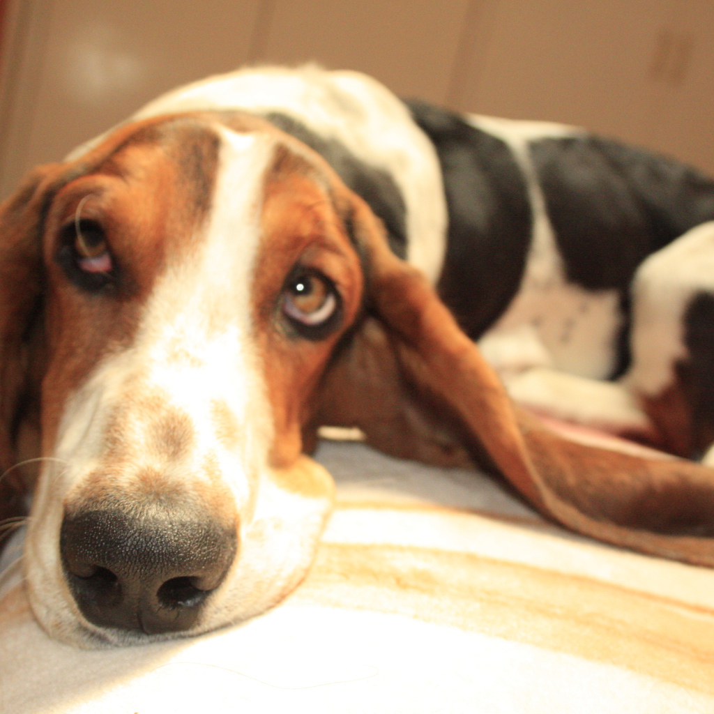 Бассет-хаунд о чём-то мечтает