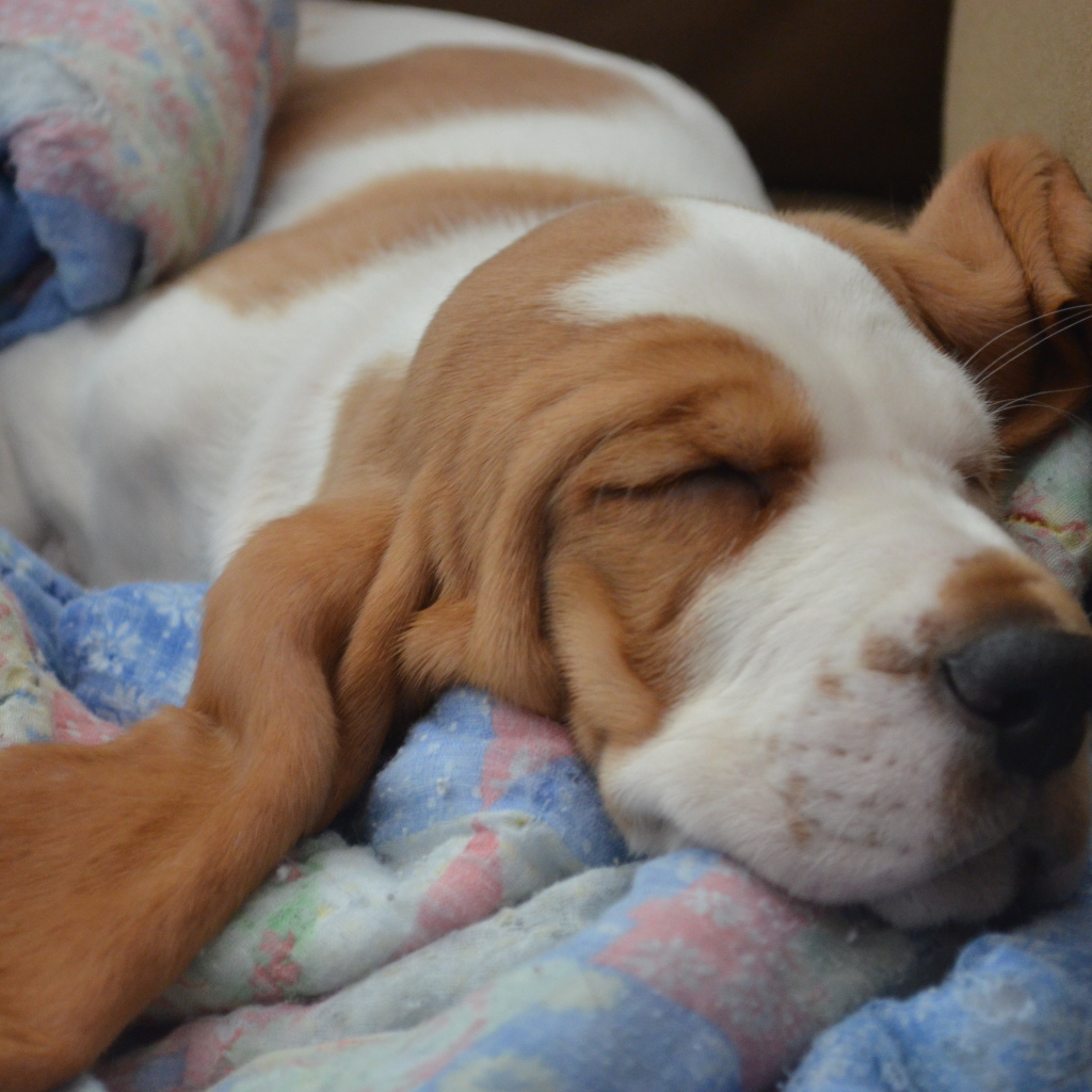 Бассет-хаунд крепко уснул на кровати
