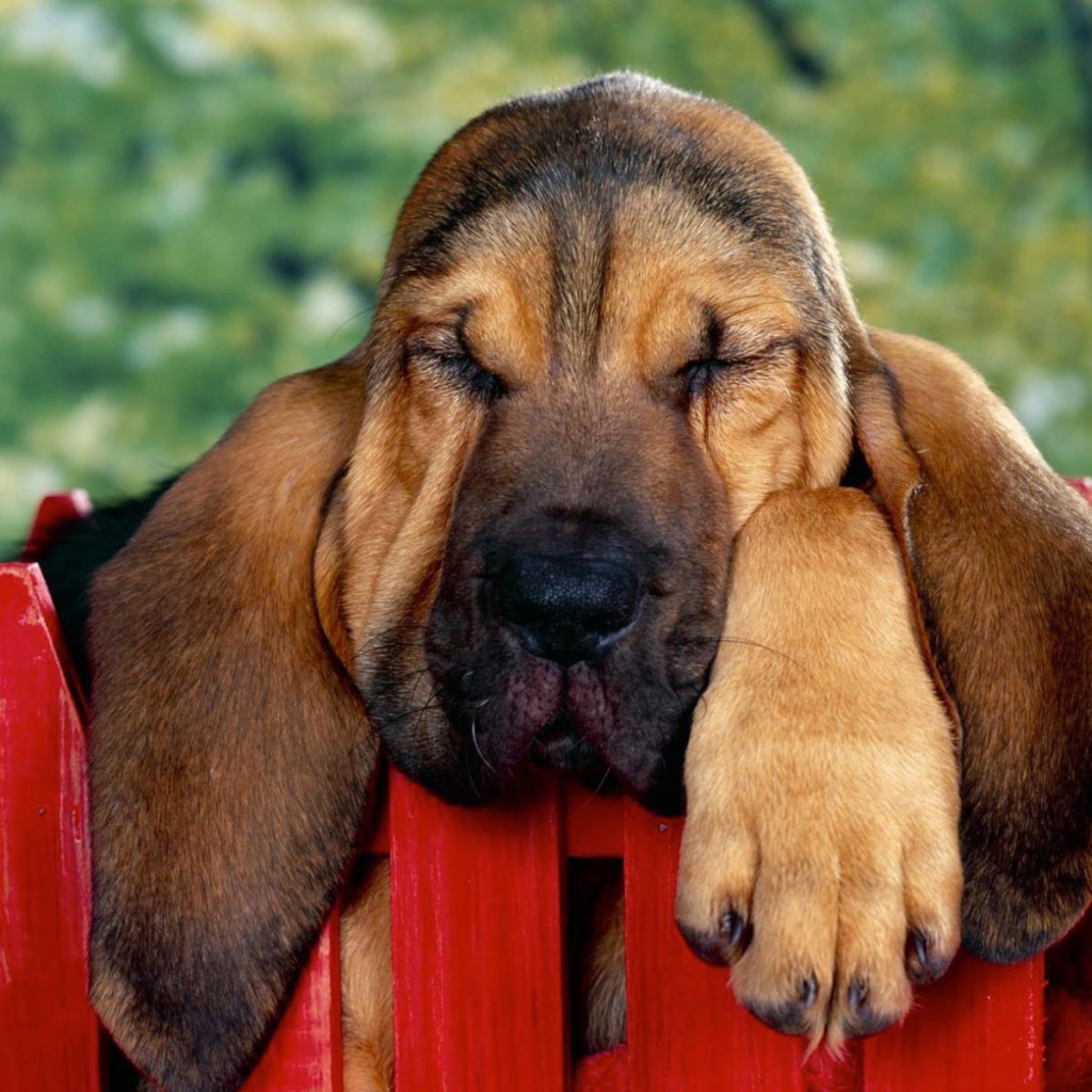 Бассет-хаунд уснул на заборе