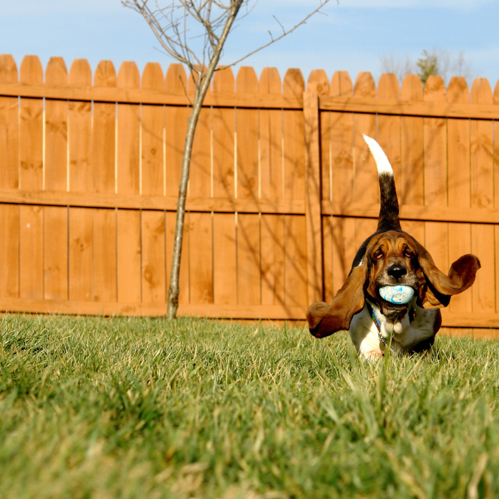 Бассет-хаунд играет с мячом