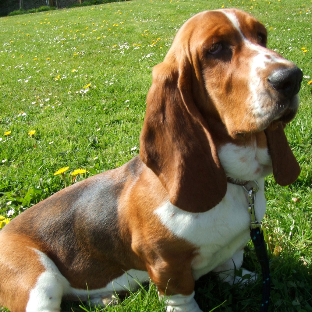 Бассет-хаунд сидит на траве
