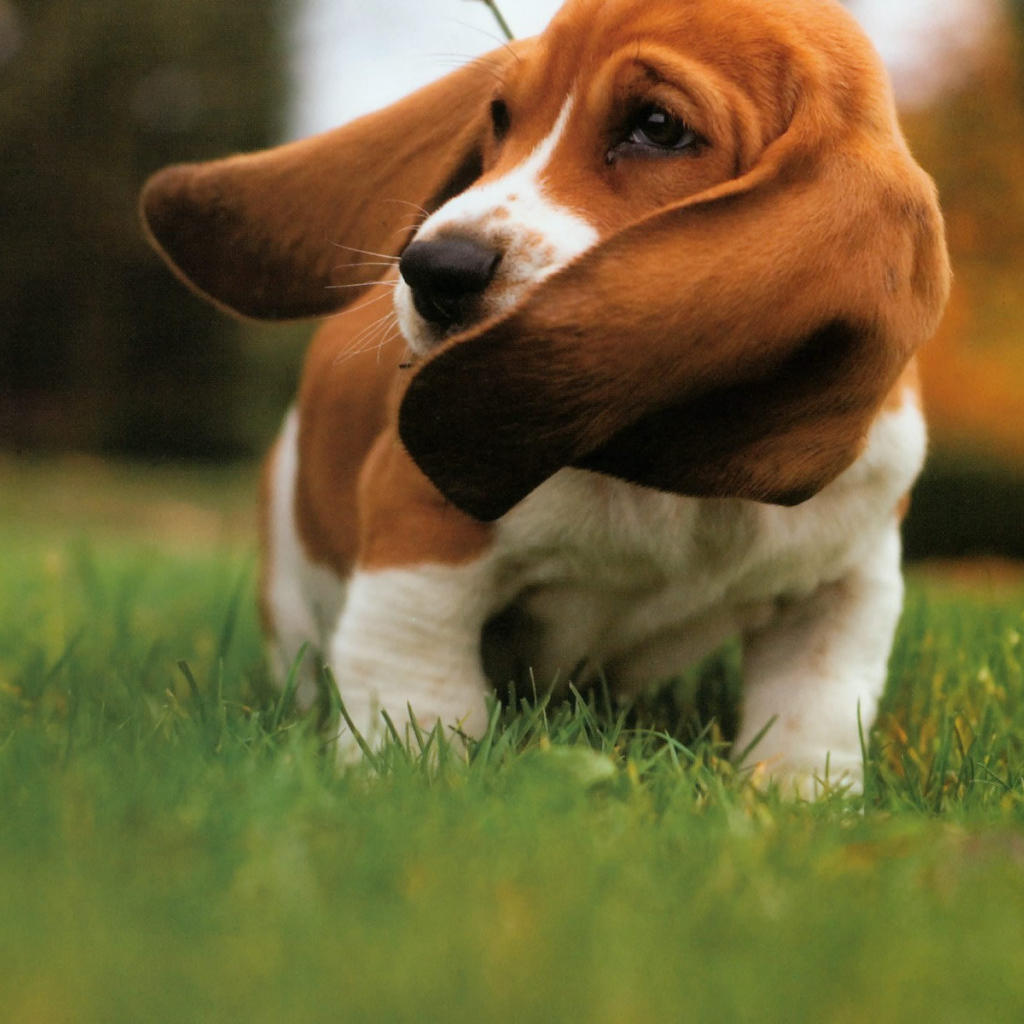 Бассет-хаунд размахивает ушами