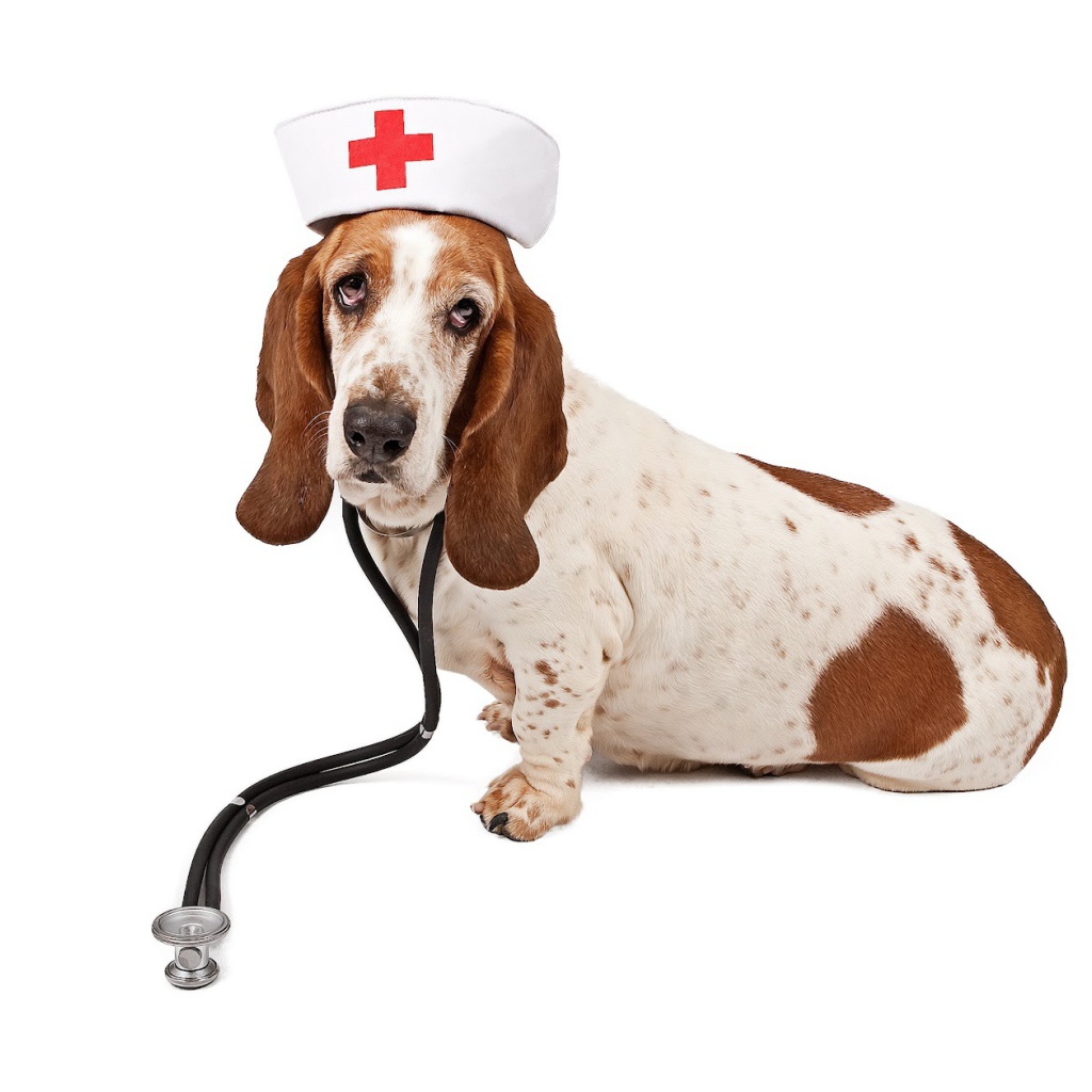 Бассет-хаунд в костюме медсестры
