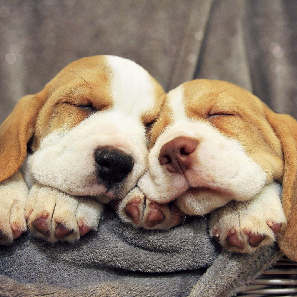 Щенки бассет-хаунда сладко спят