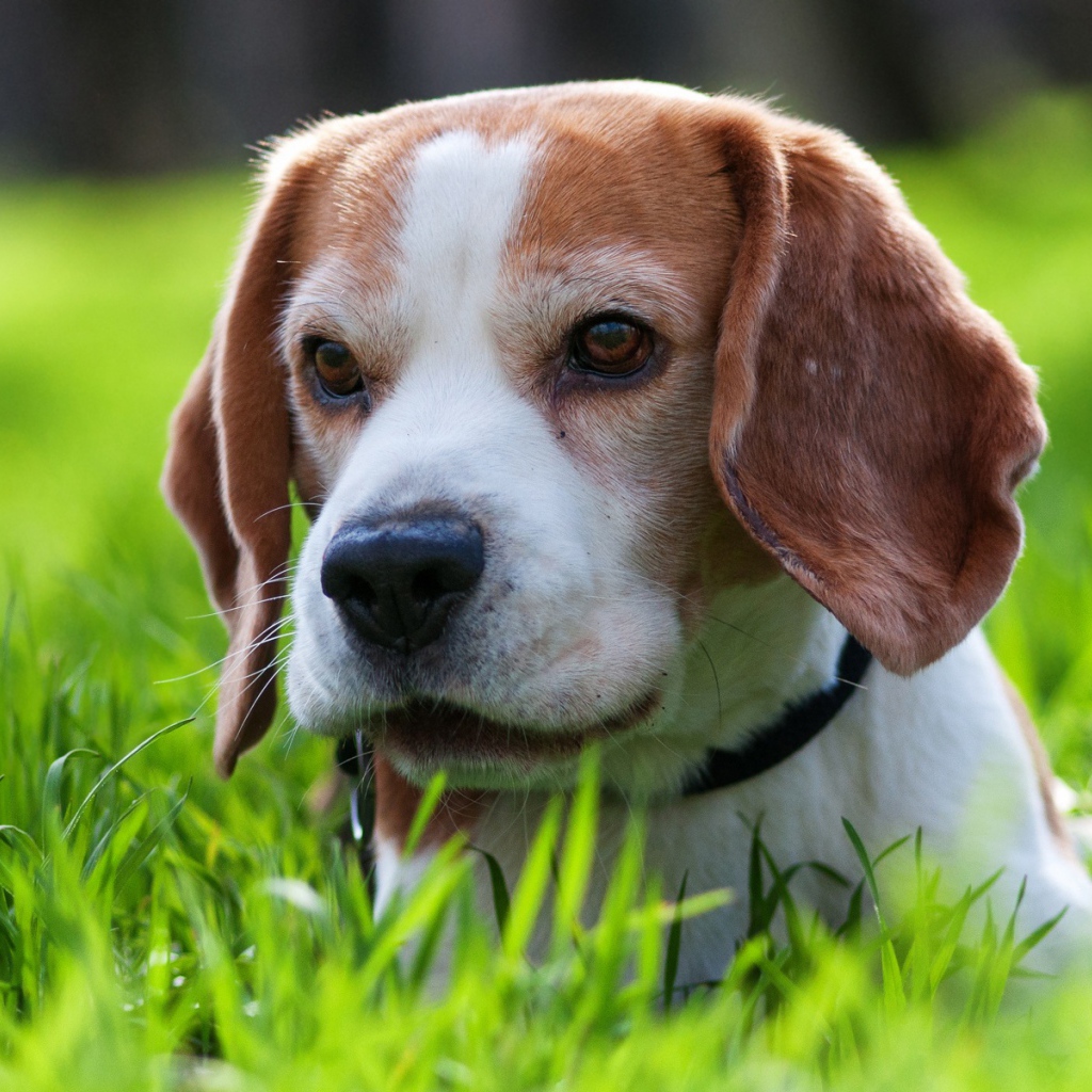 Милая собака породы бигль спряталась в траве