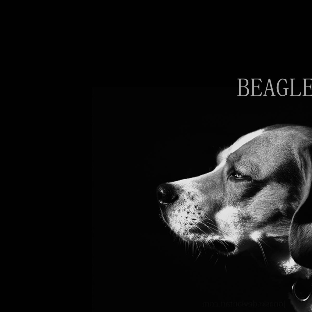 Собака породы бигль, чёрно-белая картинка