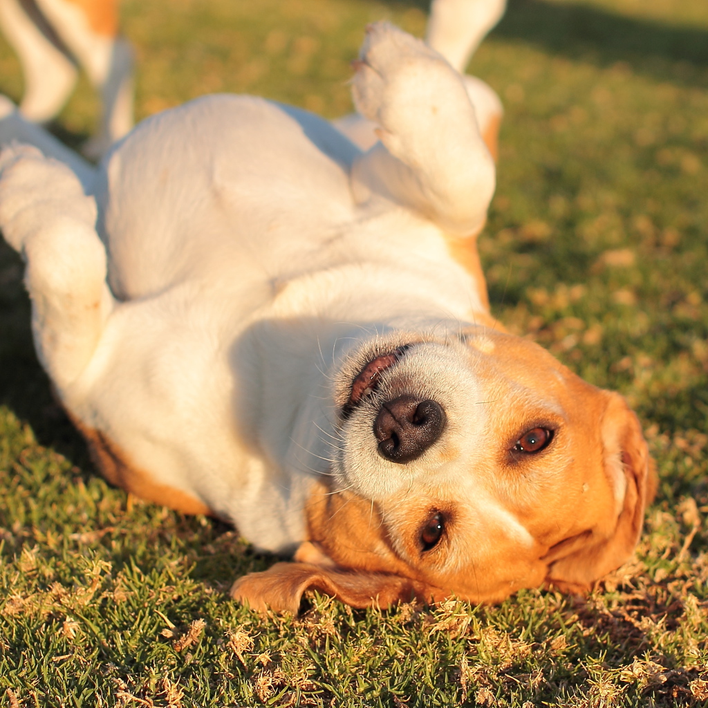 Собака породы бигль развалилась на траве