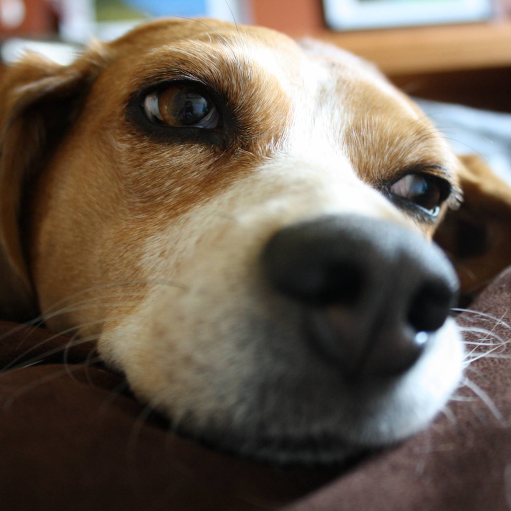 Собака породы бигль мечтает о косточке