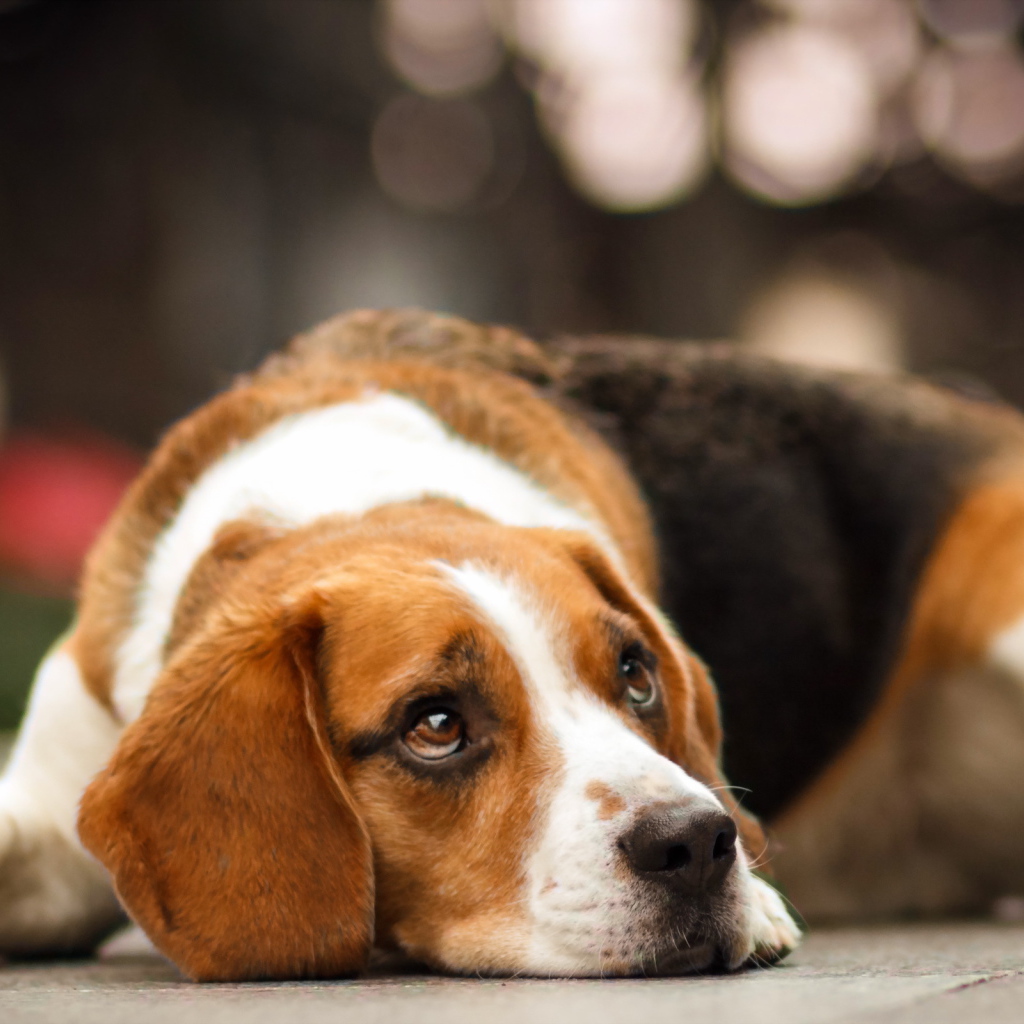Собака породы бигль мечтает о чём-то