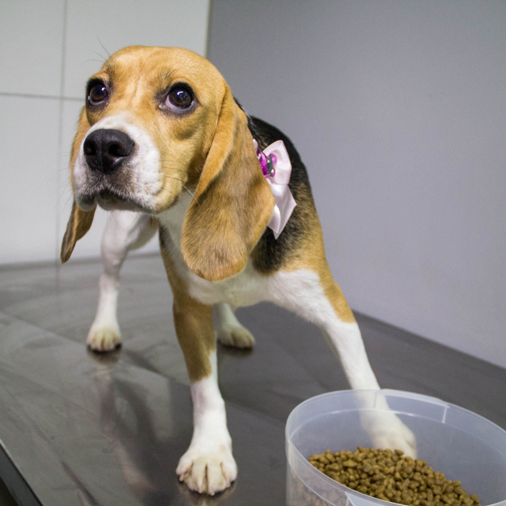 Собака породы бигль собирается поесть