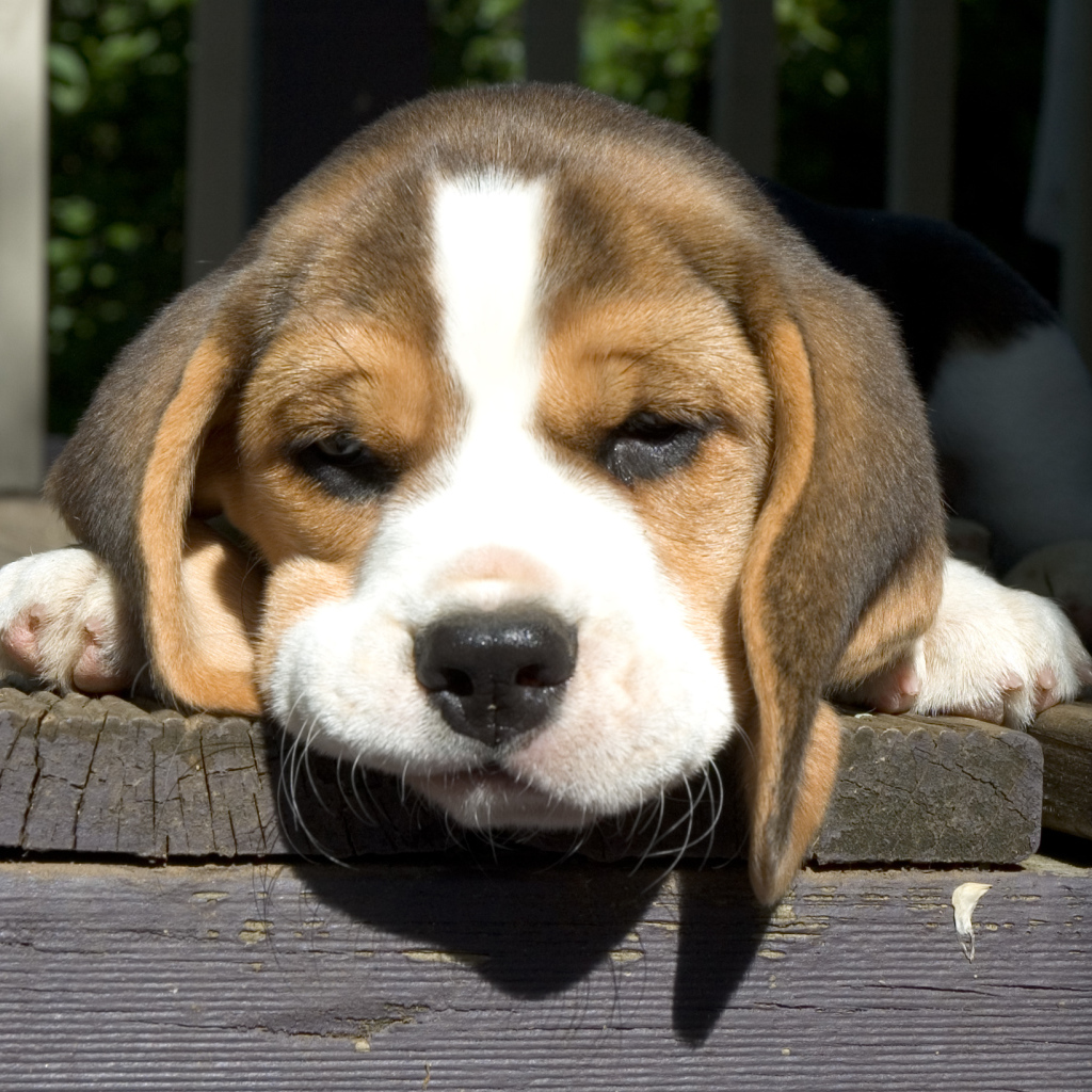 Собака породы бигль грустит