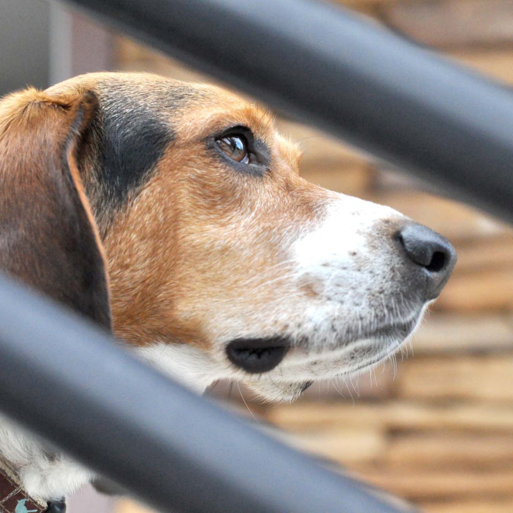 Собака породы бигль о чём-то задумалась