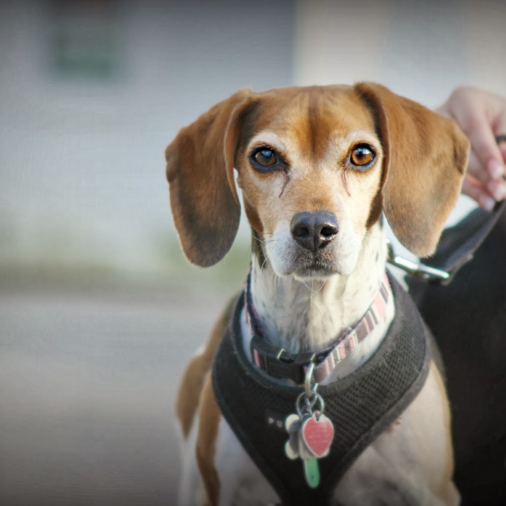 Собака породы бигль на поводке