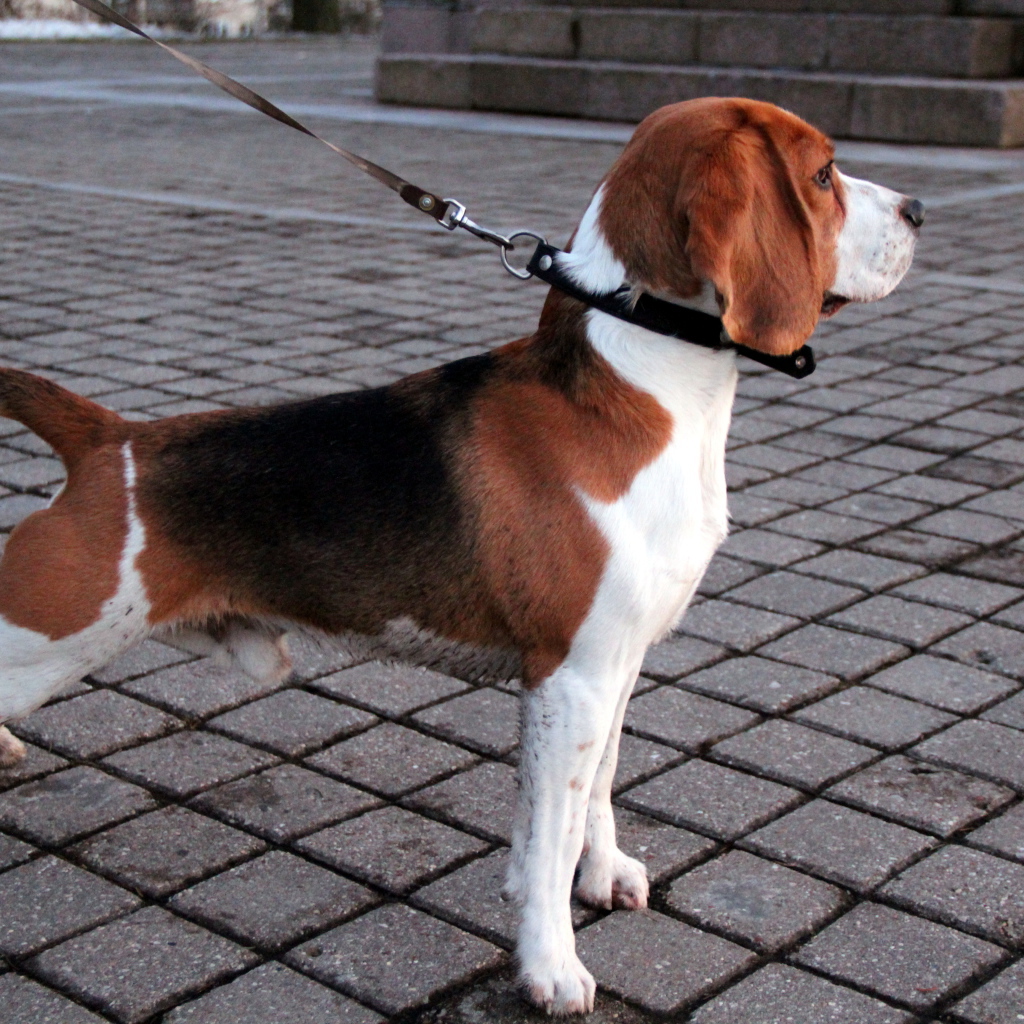 Beagle dog on the sidewalk